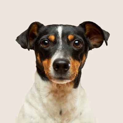 Productos para perros