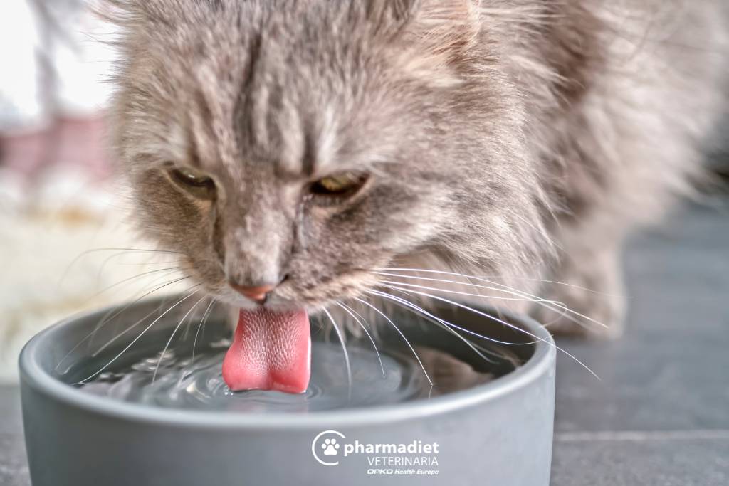 Gato bebiendo agua de un cuenco, imagen oficial de Pharmadiet para Urpro XR