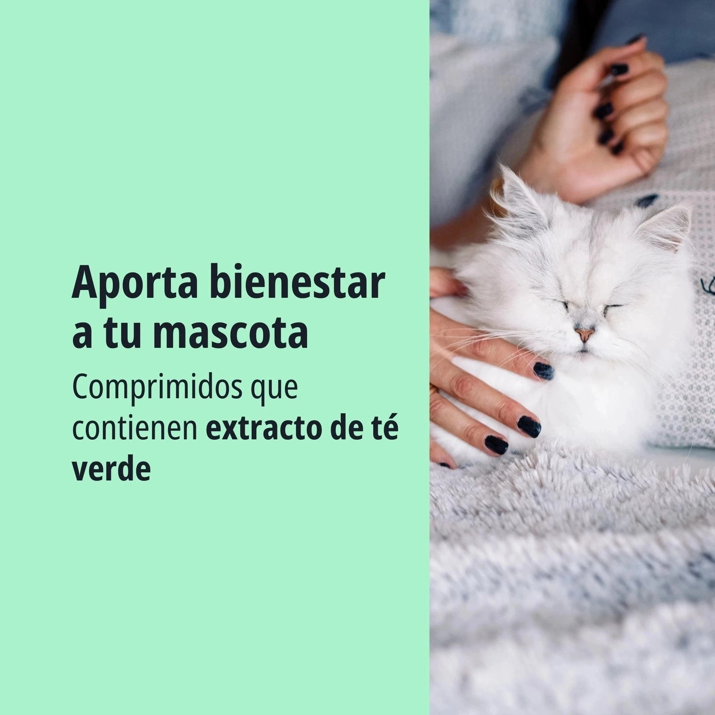 Gato persa blanco durmiendo tranquilamente en el regazo de una persona, con texto aporta bienestar a tu mascota con los comprimidos de extracto de té verde Anxitane Virbac