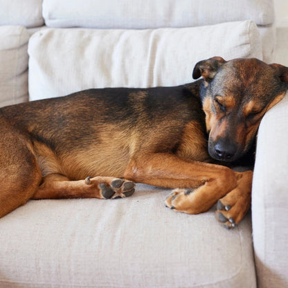 Perro mestizo de pelo corto marrón y negro durmiendo relajado y estirado sobre un sofá beige claro