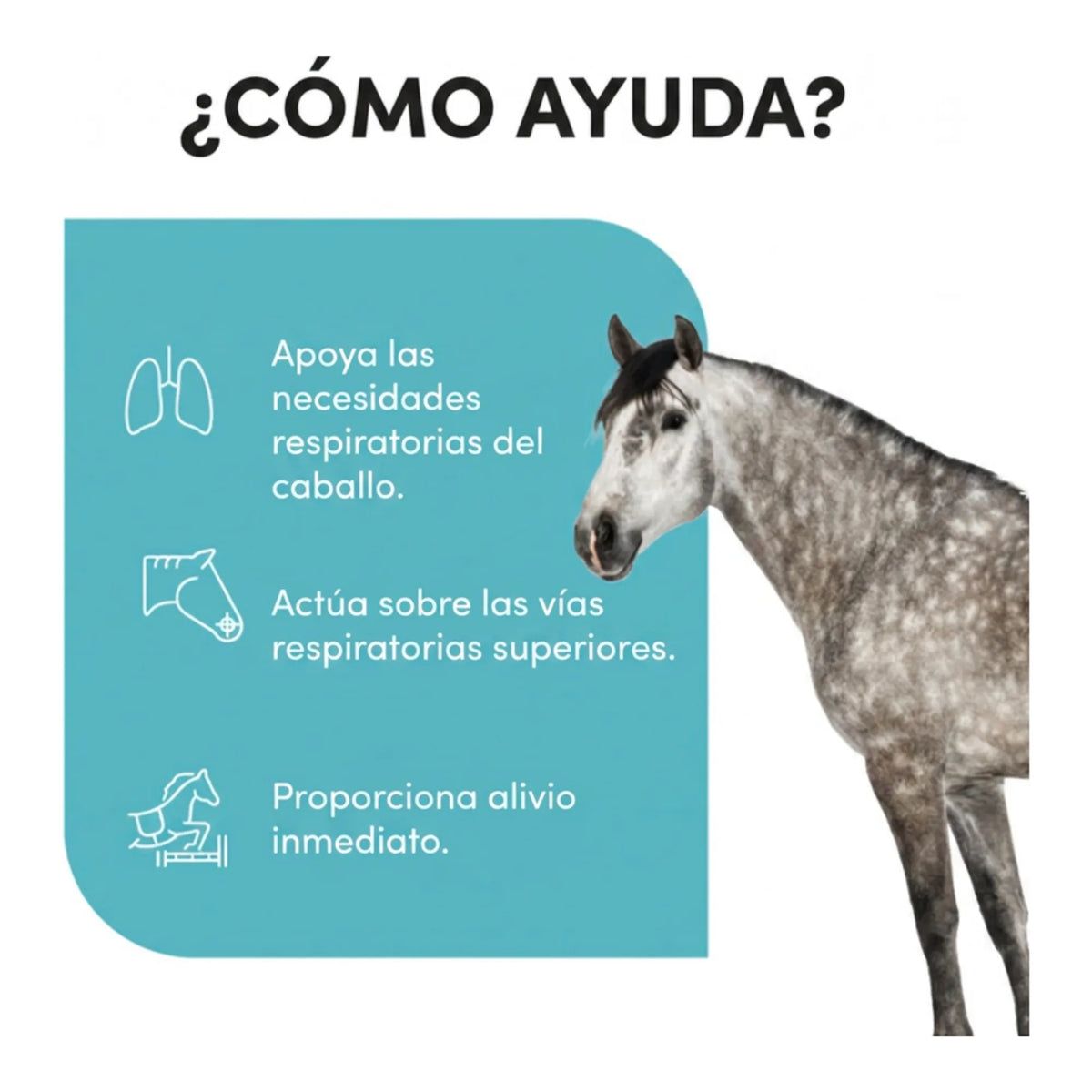 Infografía sobre cómo ayuda el producto a las vías respiratorias superiores del caballo gris