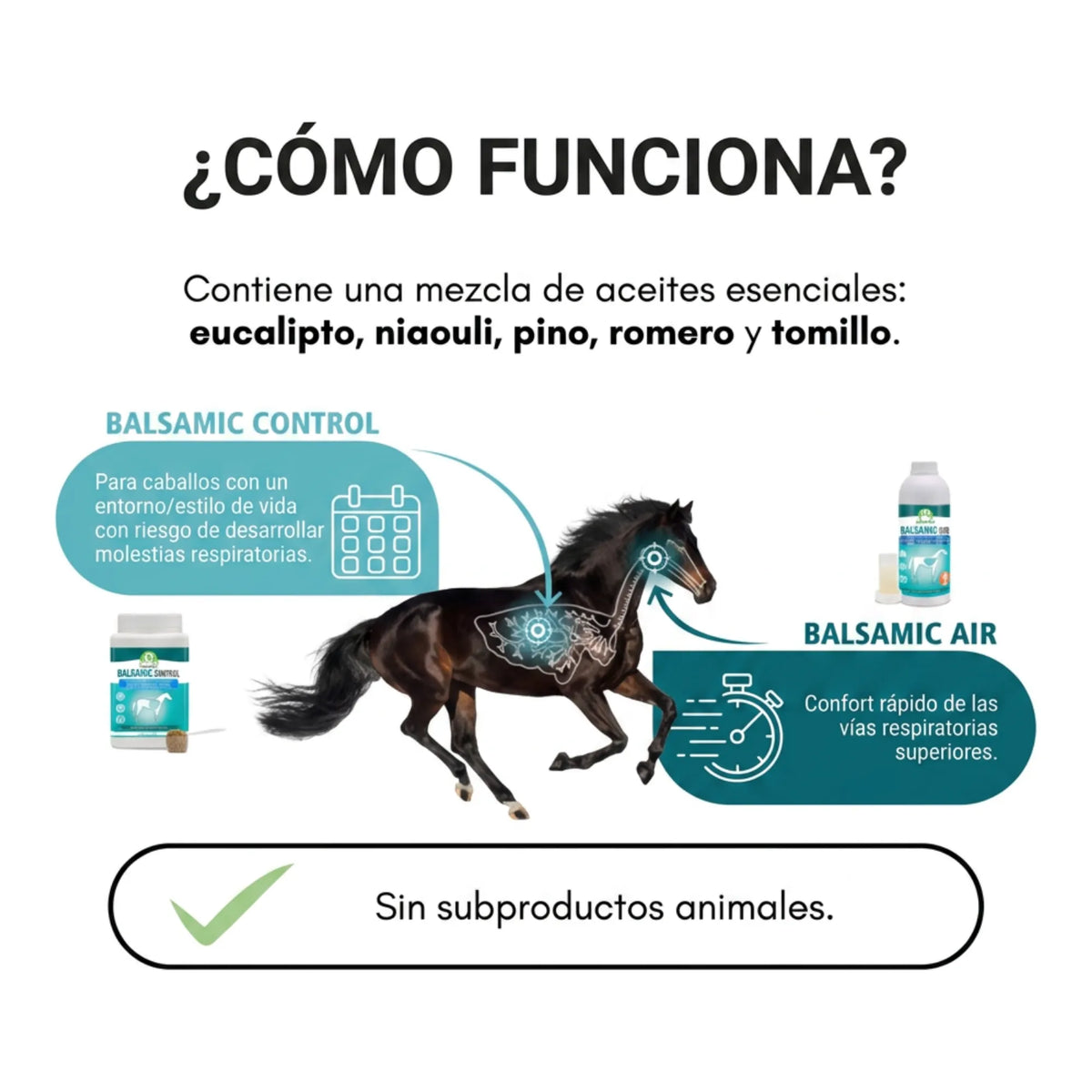 Esquema de cómo funciona la mezcla de aceites esenciales de eucalipto, niaouli, pino, romero y tomillo