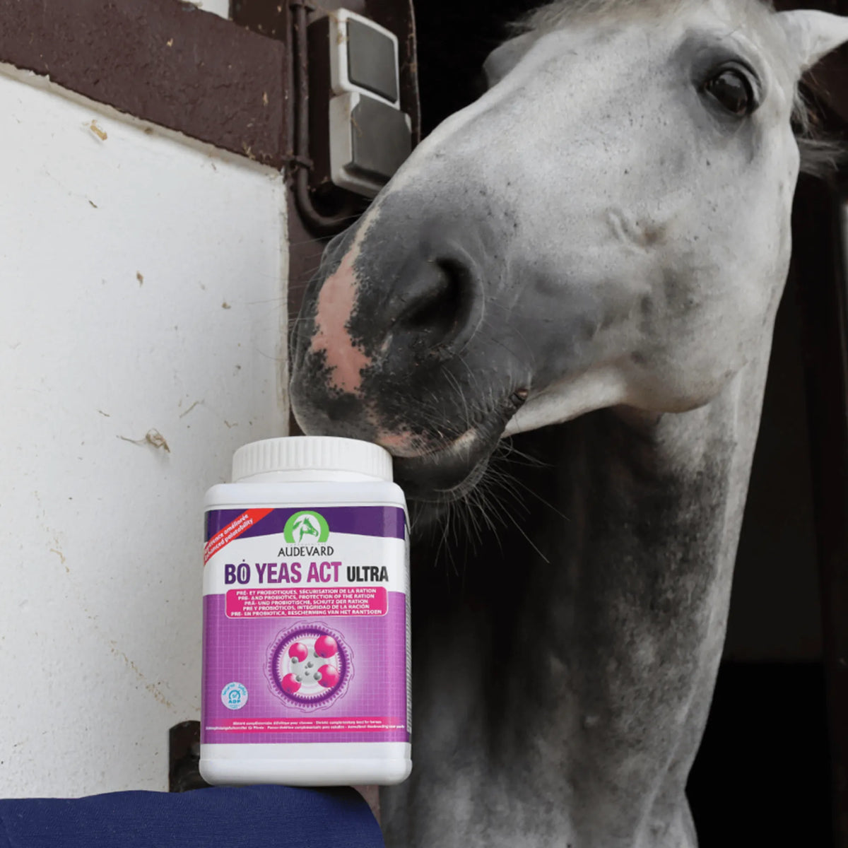 Bo Yeas Act Ultra para caballos: caballo gris acercando el hocico a un bote