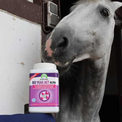 Bo Yeas Act Ultra para caballos: caballo gris acercando el hocico a un bote