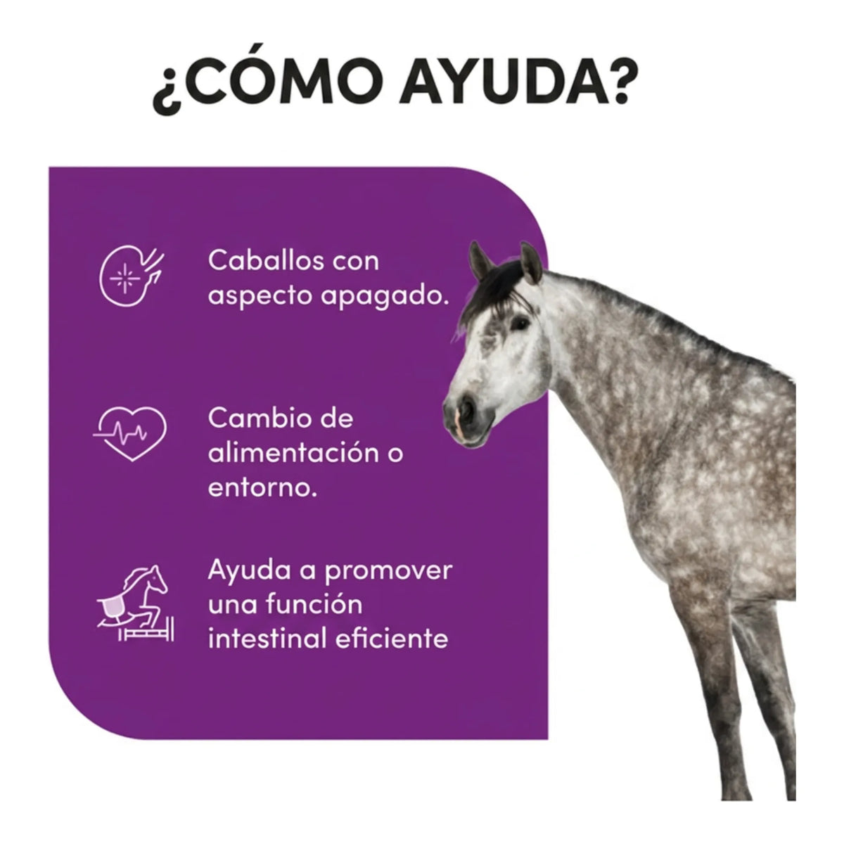Infografía sobre el apoyo a la función intestinal, con un ejemplar tordo