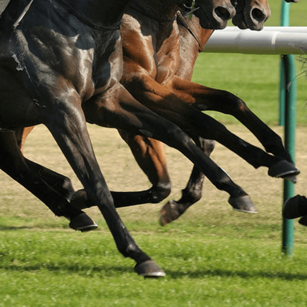 Caballos de carreras al galope, ambiente asociado a Bonutron Galop Audevard para caballos