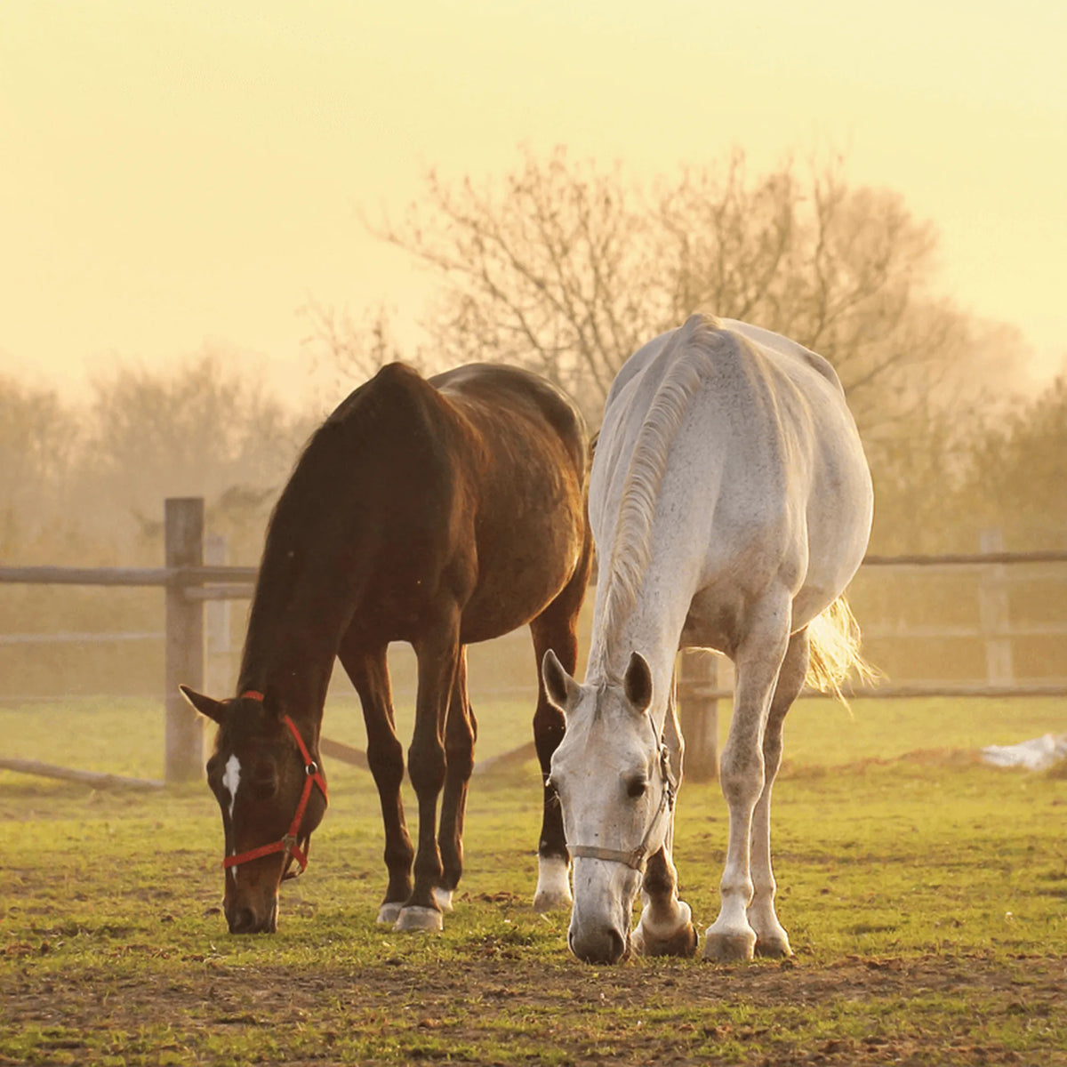 Dos caballos, uno castaño y otro blanco, pastando juntos al atardecer