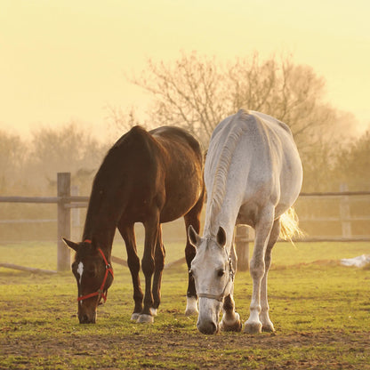 Dos caballos, uno castaño y otro blanco, pastando juntos al atardecer