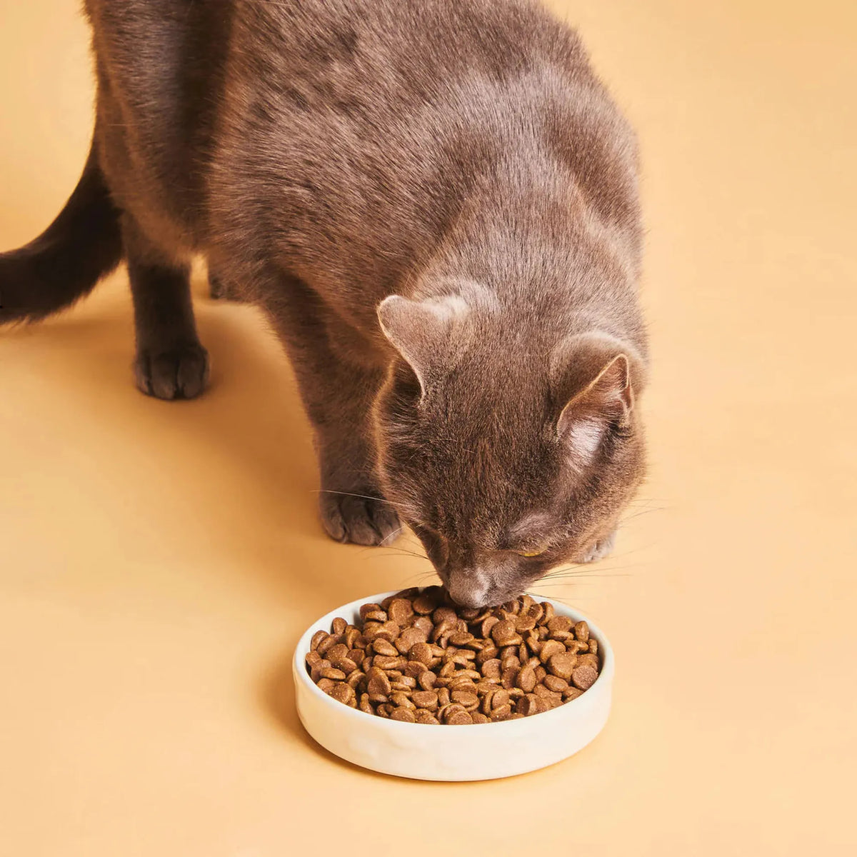 Gato gris comiendo croquetas de pienso Calibra Cat Life de arenque en un cuenco