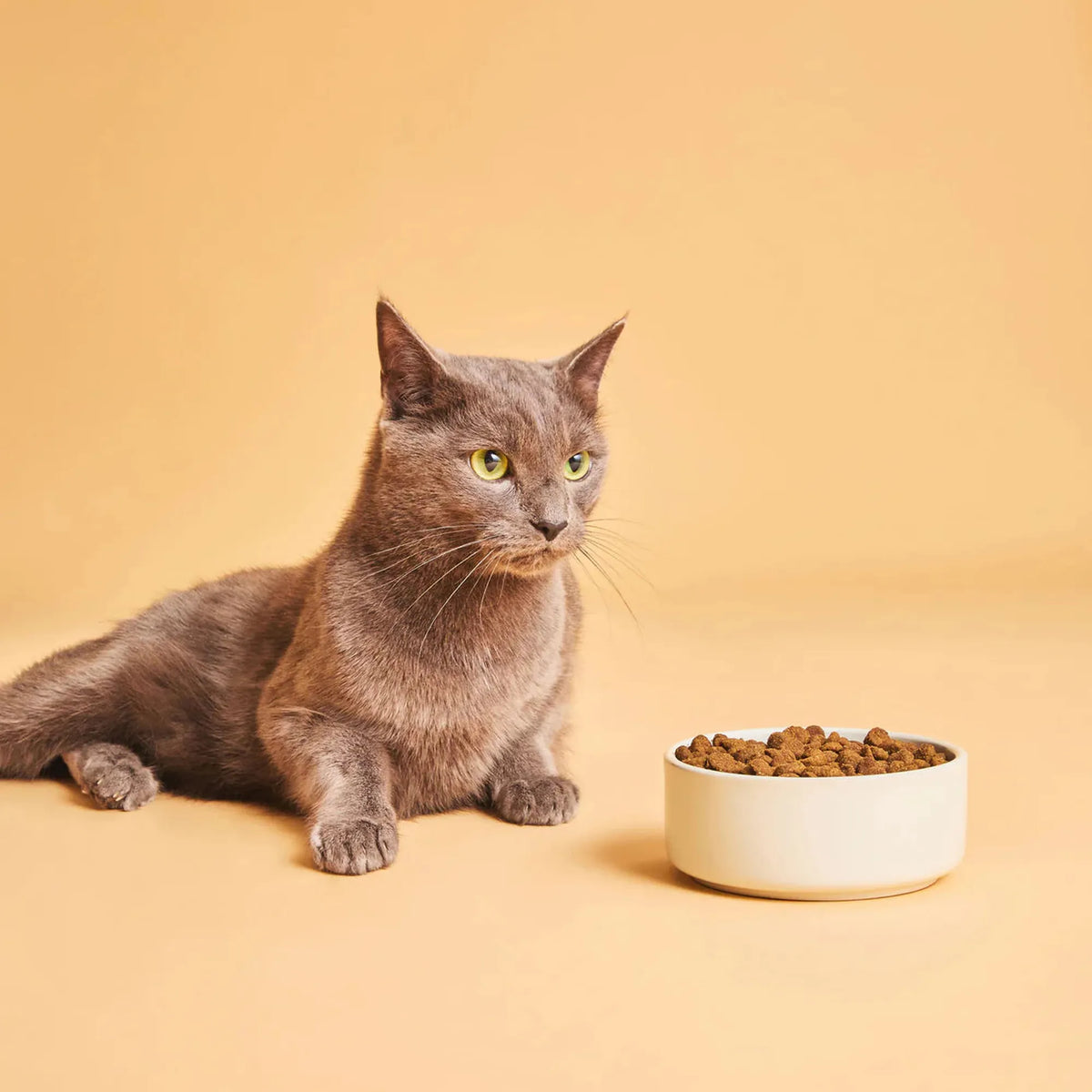 Gato gris junto a un cuenco con croquetas de pienso Calibra Cat Life de pollo