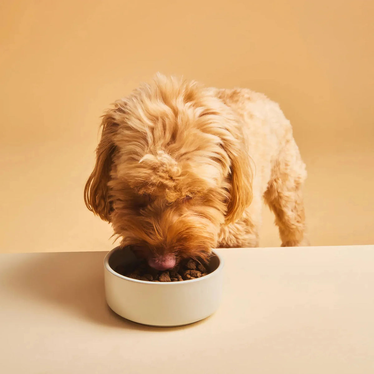 Perro comiendo de un cuenco el pienso Calibra Expert Nutrition Neutered