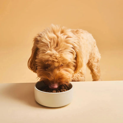 Perro comiendo de un cuenco el pienso Calibra Expert Nutrition Neutered