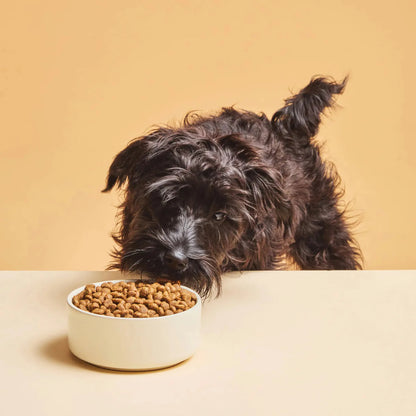 Perro joven ante un cuenco de croquetas del pienso Calibra Premium Line Puppy & Junior