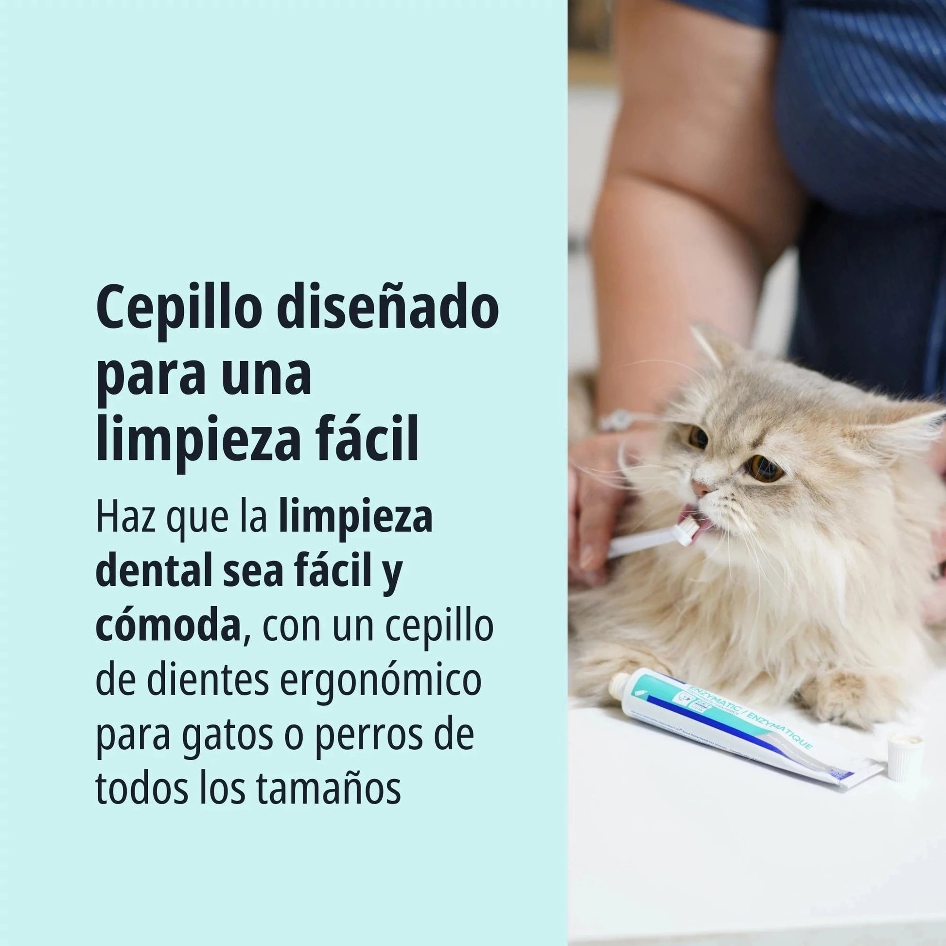 Gato persa de pelo largo beige tumbado sobre mesa siendo cepillado los dientes con cepillo de dedo y pasta CET Enzymatic Virbac, texto Cepillo diseñado para una limpieza fácil, haz que la limpieza dental sea fácil y cómoda con un cepillo ergonómico para gatos o perros de todos los tamaños