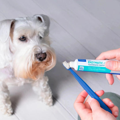 Schnauzer miniatura blanco mirando hacia el cepillo dental azul de doble cabezal CET Virbac con pasta enzimática aplicada sujetado por una mano, con el tubo CET Enzymatic en la otra mano