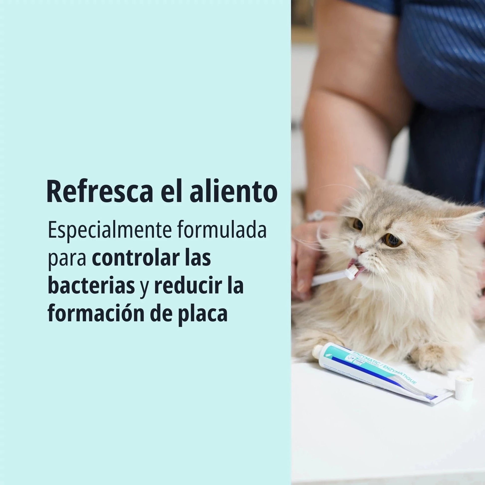 Gato persa de pelo largo beige tumbado sobre mesa de consulta siendo cepillado los dientes con cepillo de dedo y pasta CET Enzymatic Virbac, texto Refresca el aliento especialmente formulada para controlar las bacterias y reducir la formación de placa