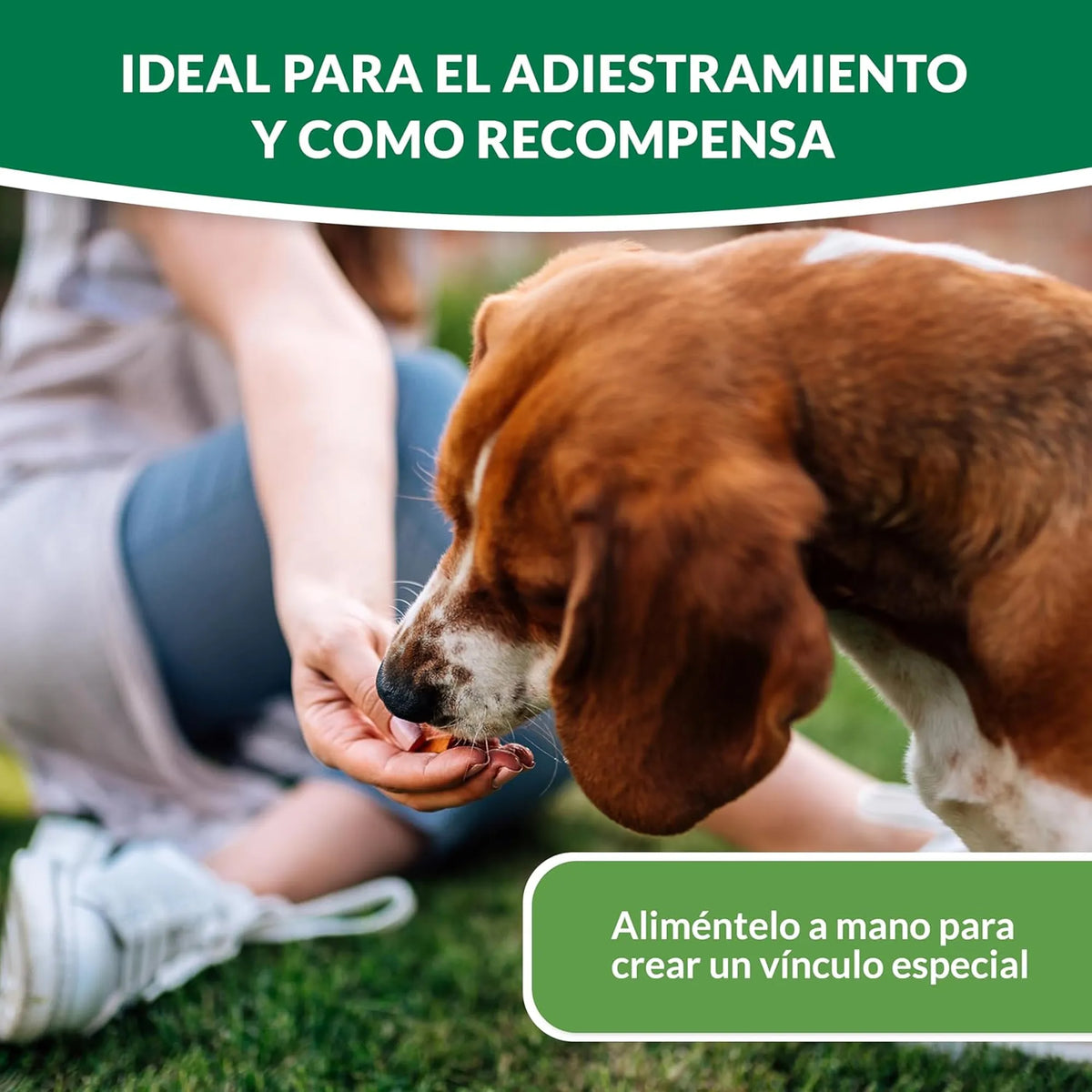 Mano ofreciendo un bocado a un perro marrón y blanco sobre el césped durante una sesión de adiestramiento