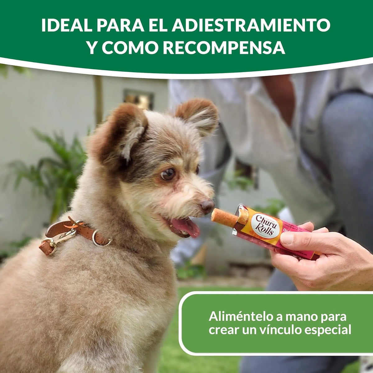 Perro pequeño de pelo rizado tomando un premio de la mano de su dueño en el jardín