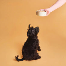 Cachorro sentado esperando un cuenco de comida húmeda