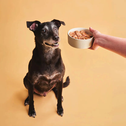 Perro sentado esperando un cuenco de comida húmeda
