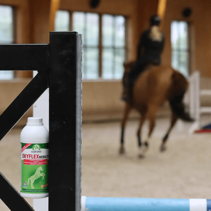 Jinete y caballo en pista de saltos con el bote de Ekyflex Mobility Audevard para caballos delante