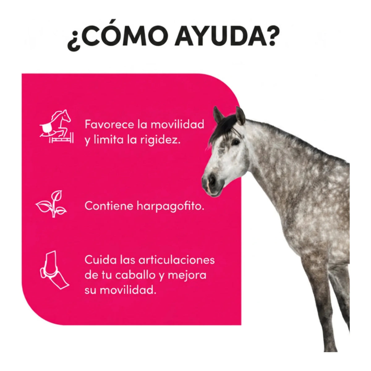 Infografía sobre cómo ayuda al caballo a mantener la movilidad de sus articulaciones