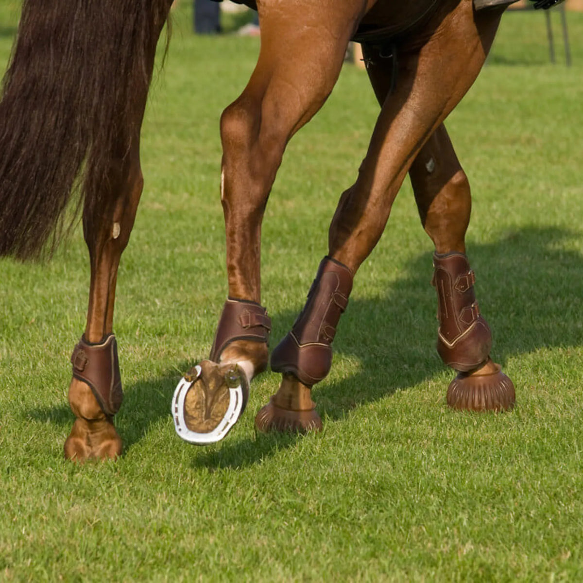 Patas de un caballo con protecciones marrones y una herradura sobre la hierba