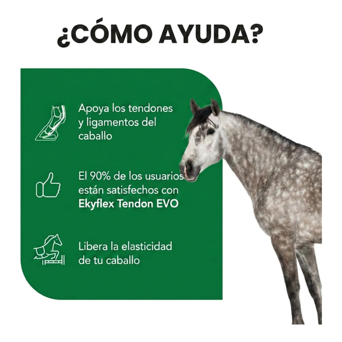 Infografía sobre cómo ayuda a los tendones y ligamentos del caballo en su día a día