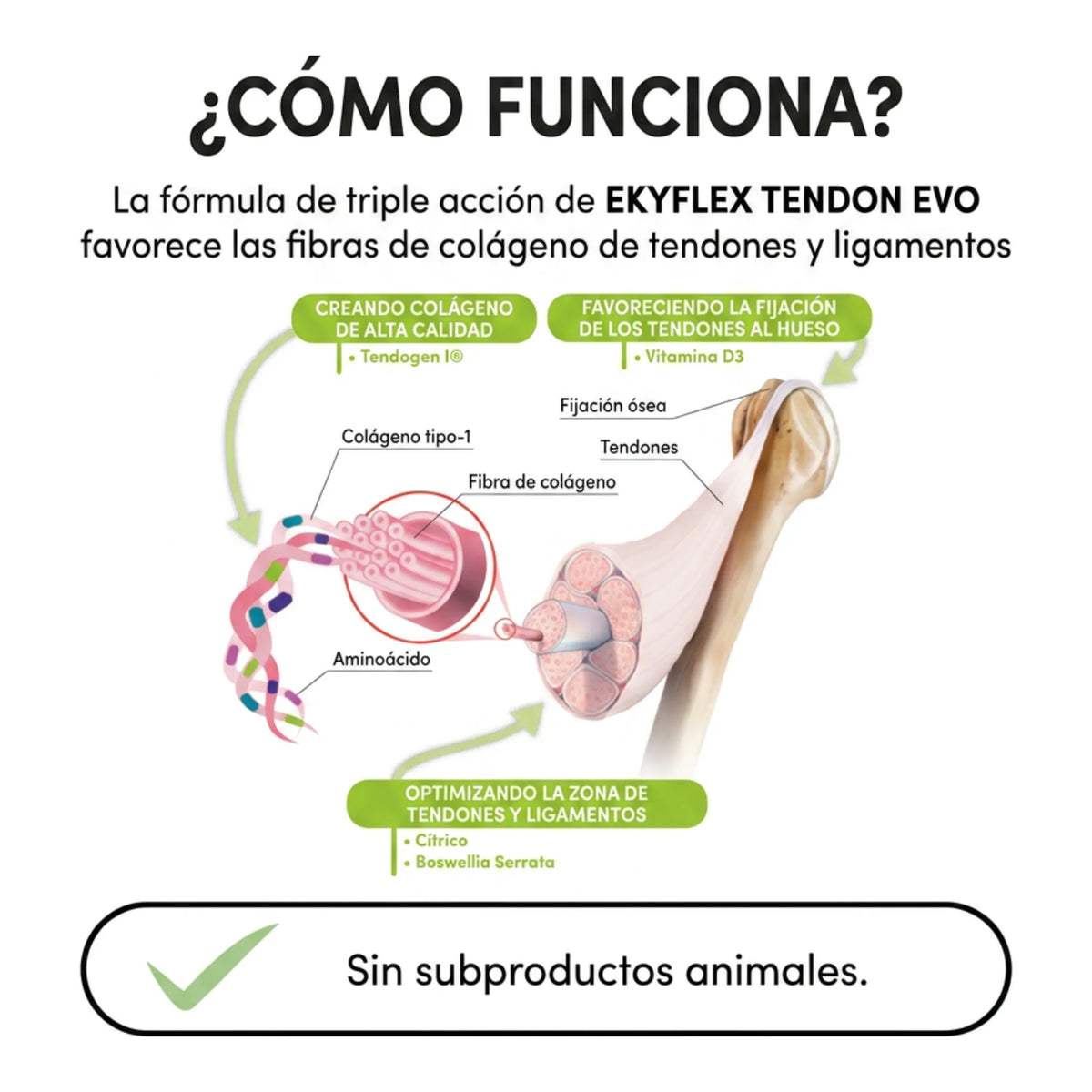 Esquema anatómico de cómo funciona la triple acción sobre el colágeno de tendones y ligamentos