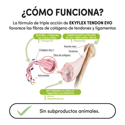 Esquema anatómico de cómo funciona la triple acción sobre el colágeno de tendones y ligamentos