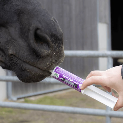 Mano ofreciendo al caballo la jeringa oral de Ekygard Flash Audevard para caballos