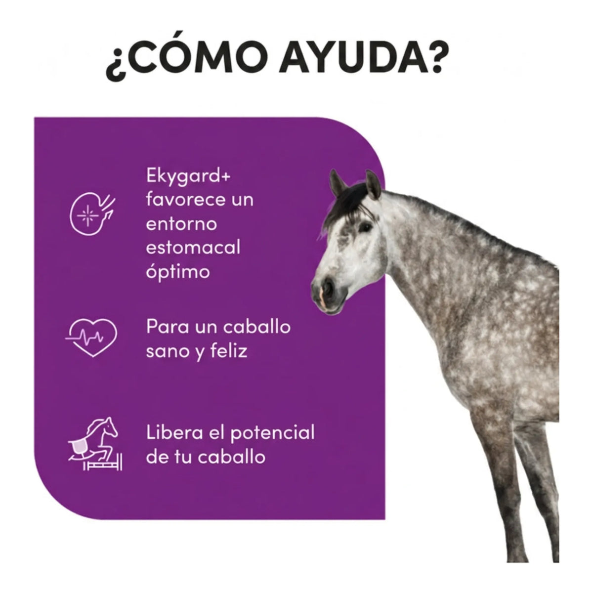 Infografía sobre cómo ayuda a mantener un entorno estomacal óptimo en el caballo