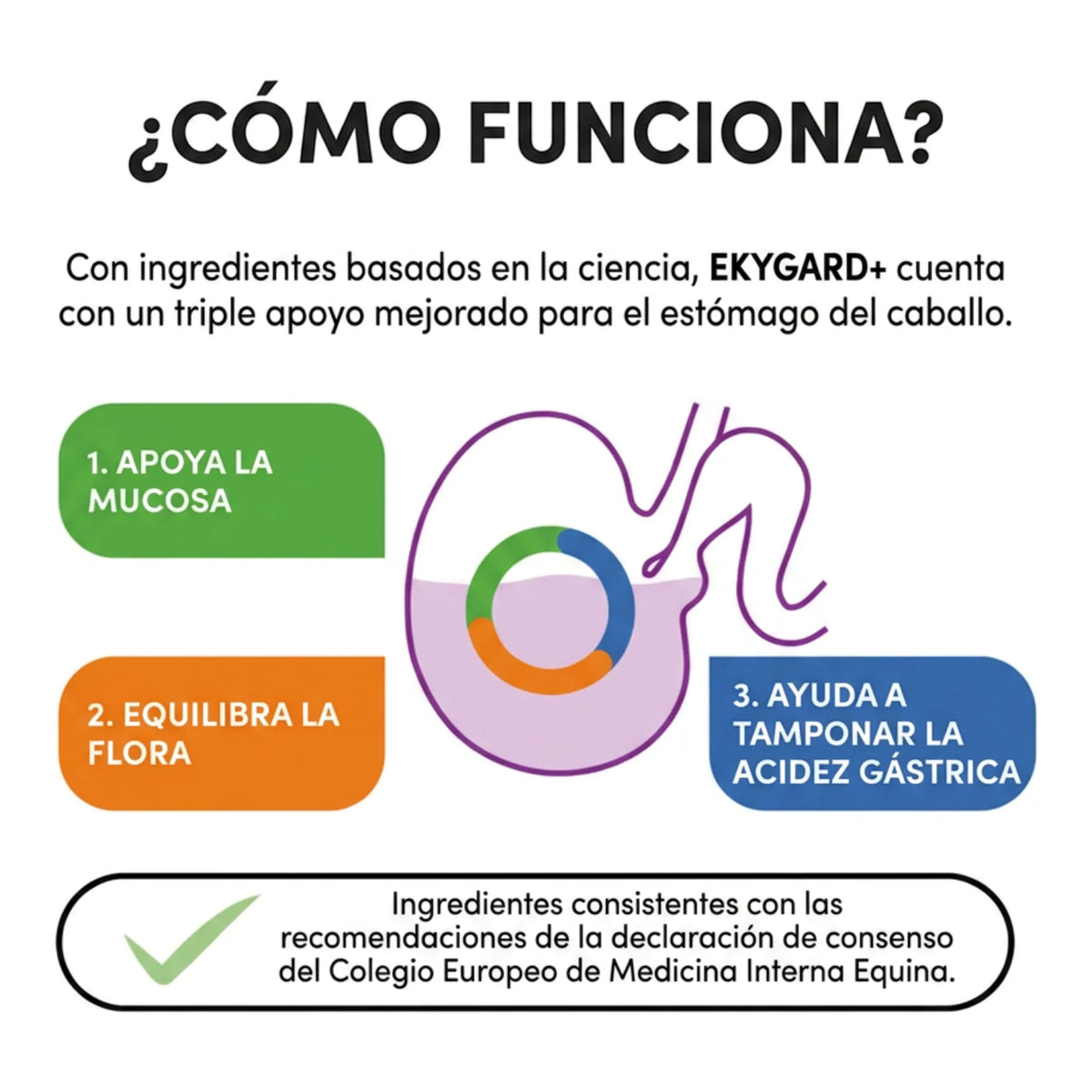 Esquema circular de cómo funciona el soporte a la mucosa, la flora y la acidez gástrica