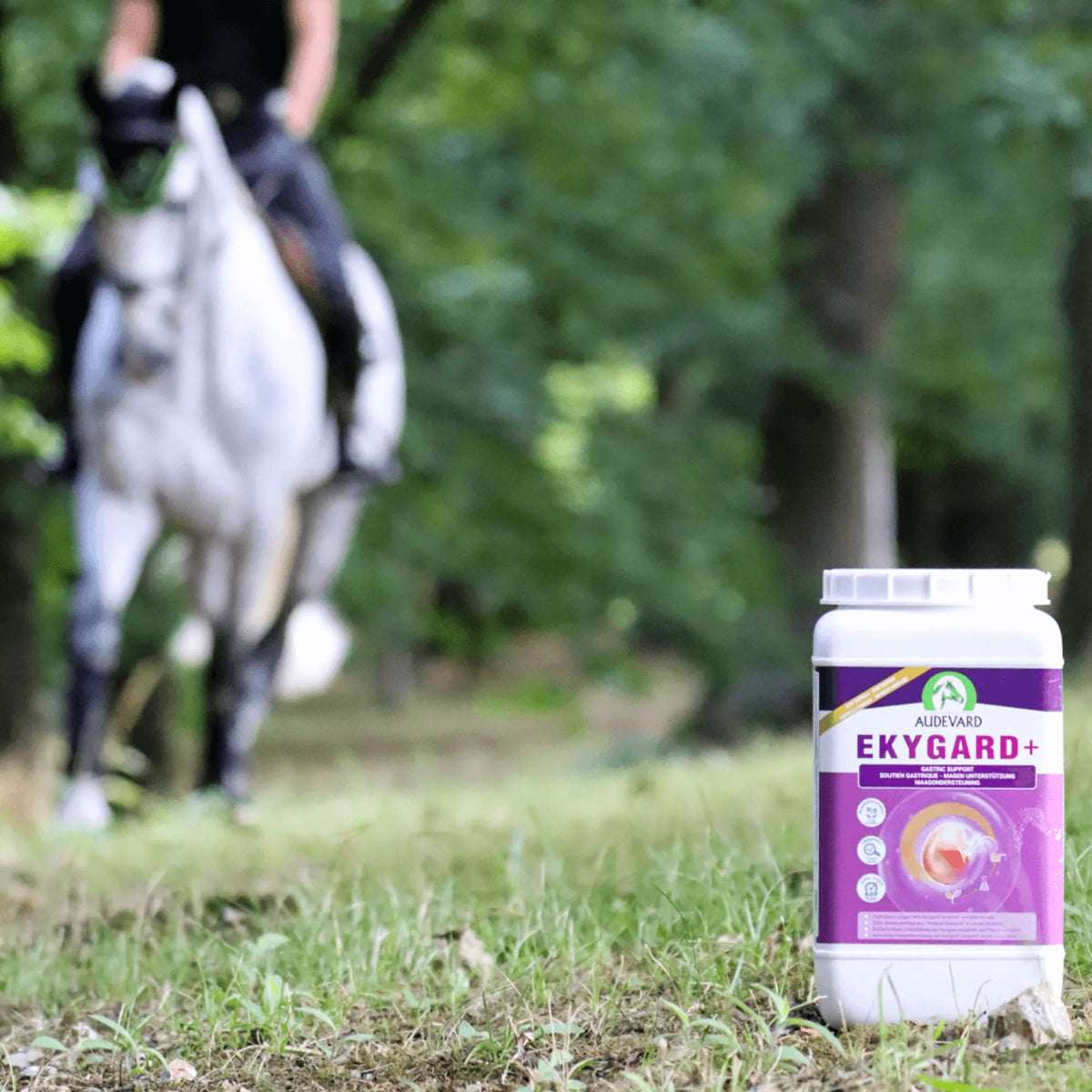 Jinete a caballo en un bosque con el bote de Ekygard Audevard protector gástrico para caballos delante