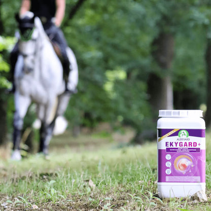 Jinete a caballo en un bosque con el bote de Ekygard Audevard protector gástrico para caballos delante