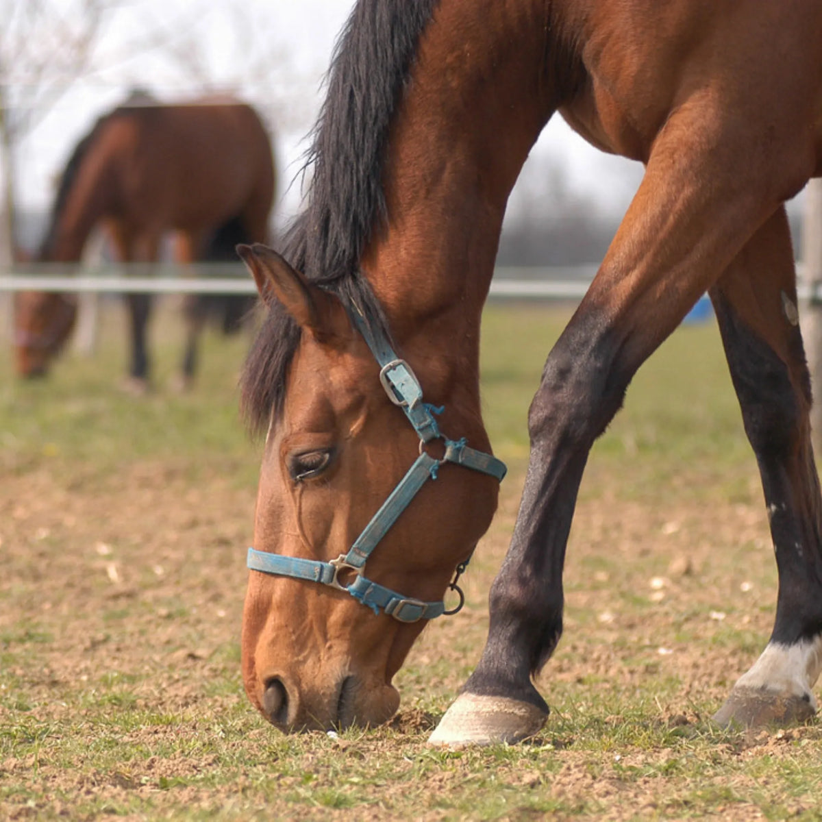 Caballo castaño con cabezada verde pastando, ambiente de Ekymash Booster Audevard para caballos