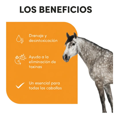 Infografía de beneficios: drenaje, eliminación de toxinas y apoyo en todas las razas de caballo