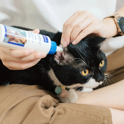 Persona aplicando EpiOtic Virbac con el aplicador cónico en el conducto auditivo de un gato negro y blanco con ojos amarillos sentado tranquilamente en el regazo