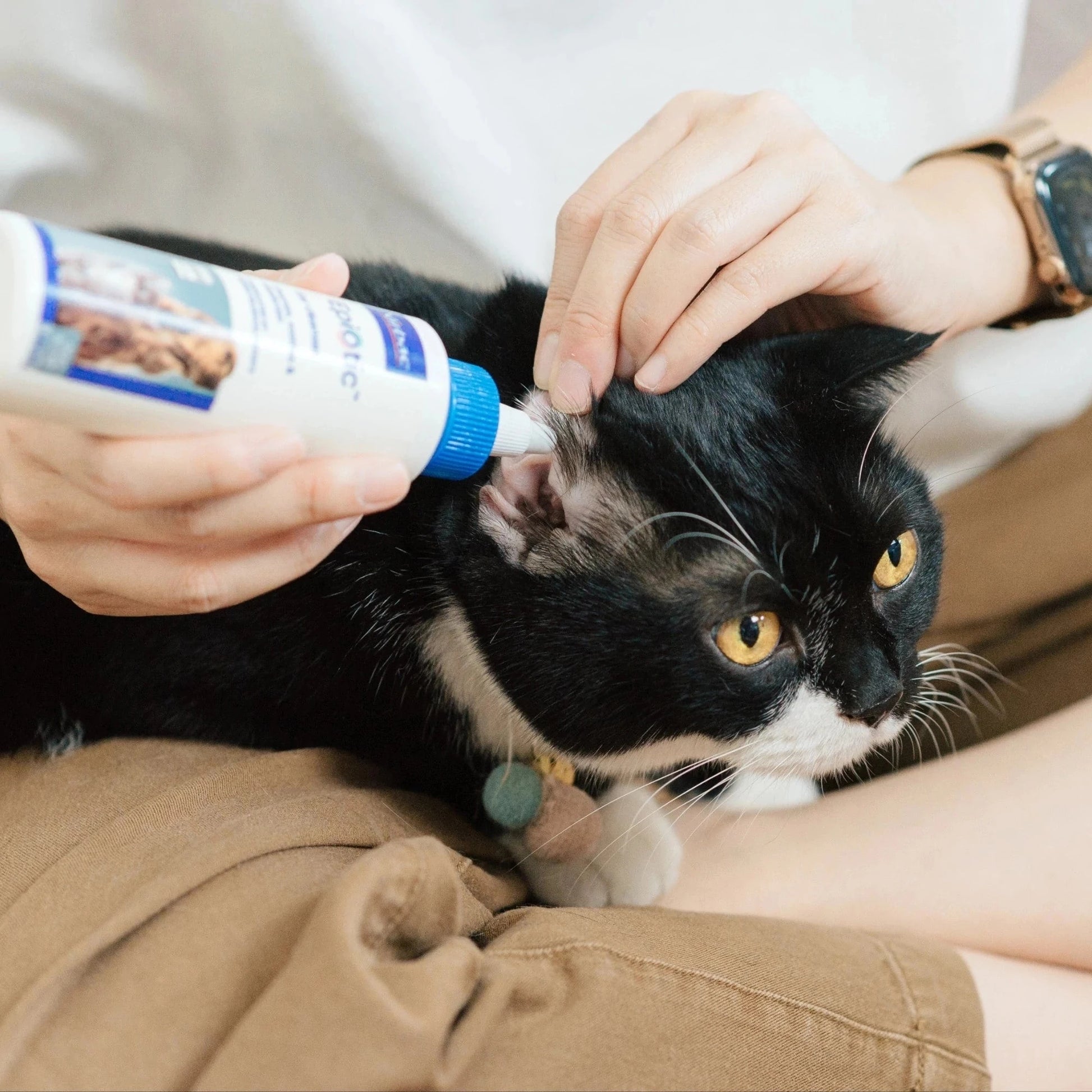 Gato negro y blanco con ojos amarillos y collar verde tumbado sobre el regazo de una persona siendo tratado en el oído con EpiOtic Virbac