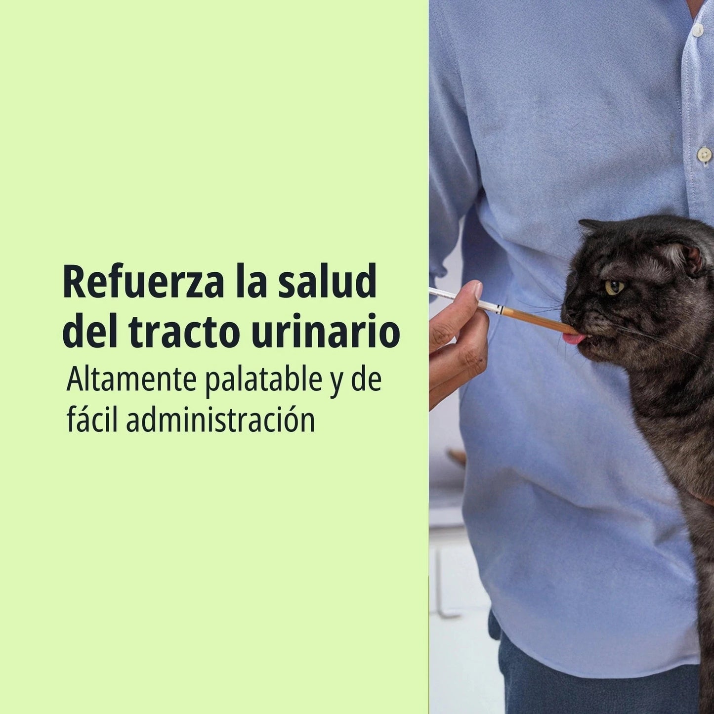 Gato Scottish Fold de pelo gris oscuro siendo dosificado con jeringuilla de Feluro Virbac por una persona, texto Refuerza la salud del tracto urinario, altamente palatable y de fácil administración