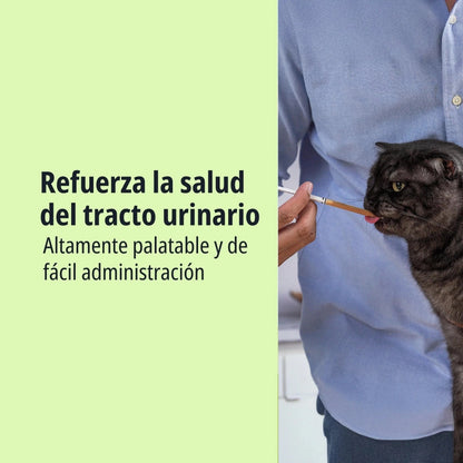 Gato Scottish Fold de pelo gris oscuro siendo dosificado con jeringuilla de Feluro Virbac por una persona, texto Refuerza la salud del tracto urinario, altamente palatable y de fácil administración