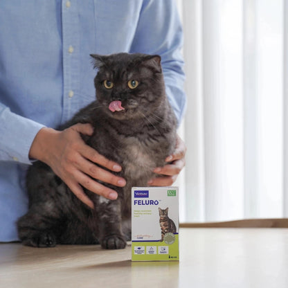 Gato Scottish Fold de pelo gris oscuro largo relamiéndose satisfecho junto a la caja Feluro Virbac, con una persona sosteniéndolo en interior iluminado