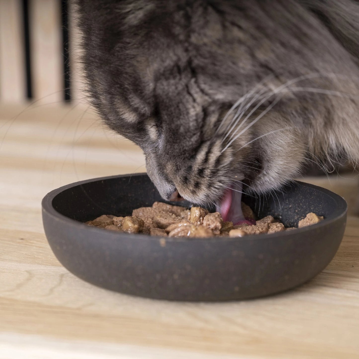 Gato gris atigrado comiendo comida húmeda HPM Digestive Support directamente de cuenco oscuro
