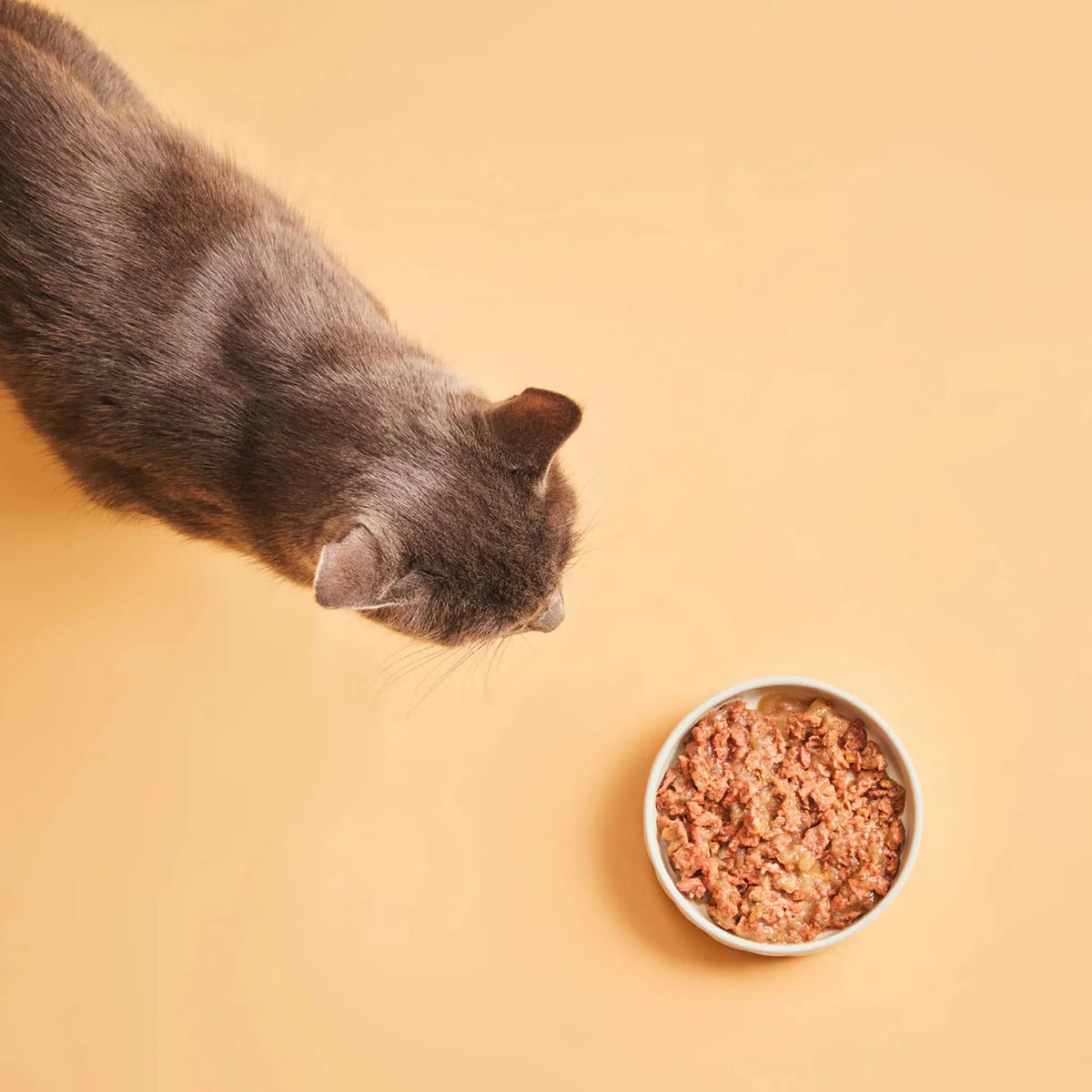 Gato acercándose al cuenco servido con sobres Calibra Life de pavo para gatos adultos