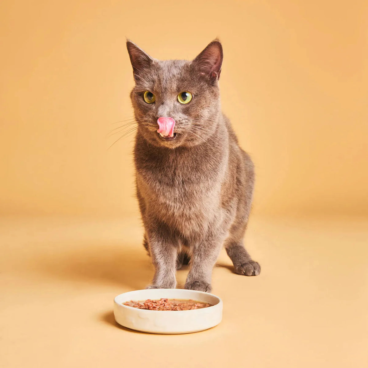 Gato relamiéndose tras comer los filetes en salsa Calibra Life de vacuno