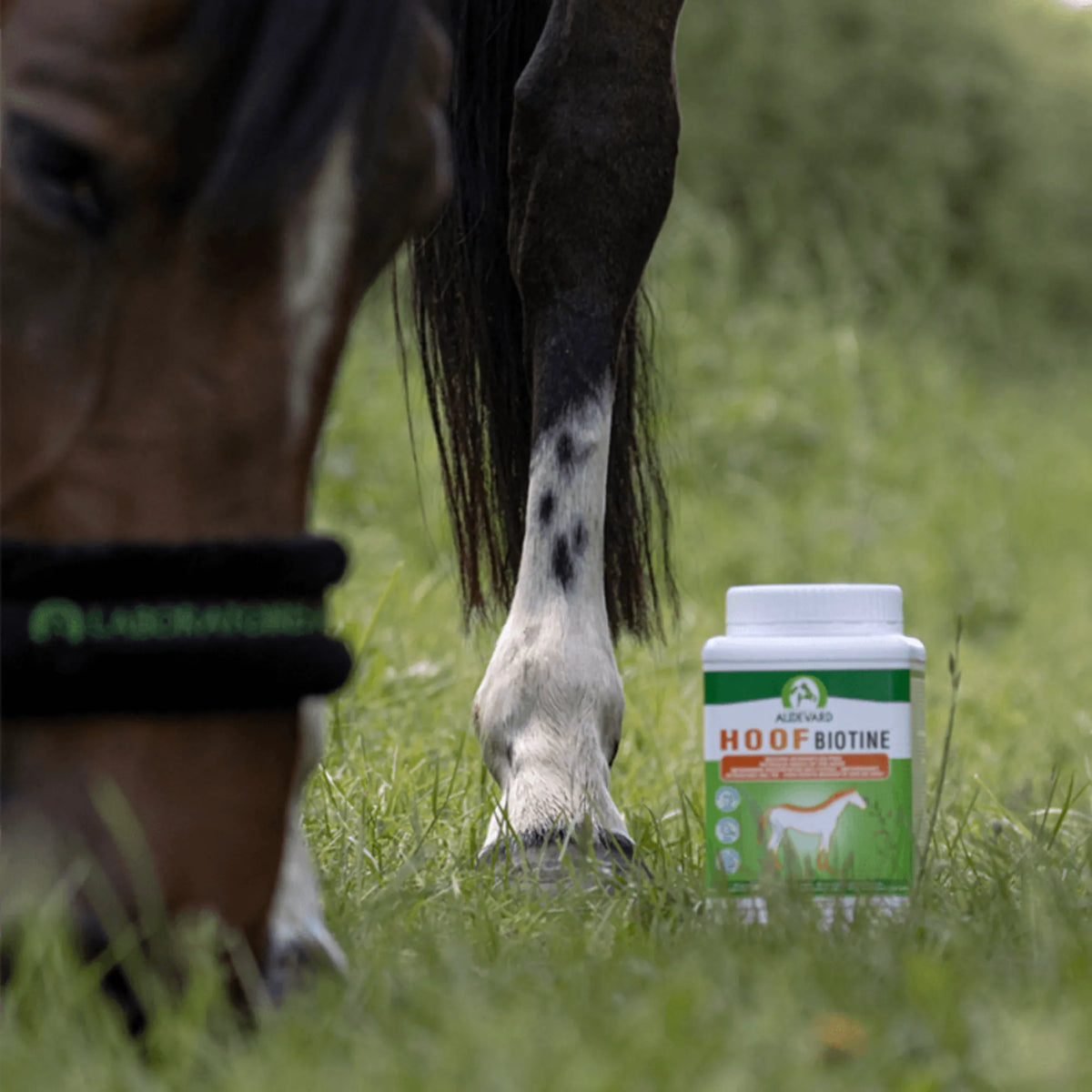 Hoof Biotine Audevard para caballos, bote al fondo junto a los cascos de un caballo en la hierba