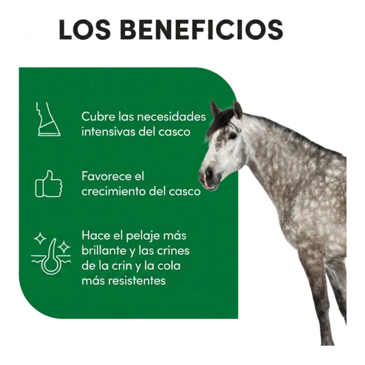 Infografía de beneficios para el casco y las crines, con un ejemplar tordo