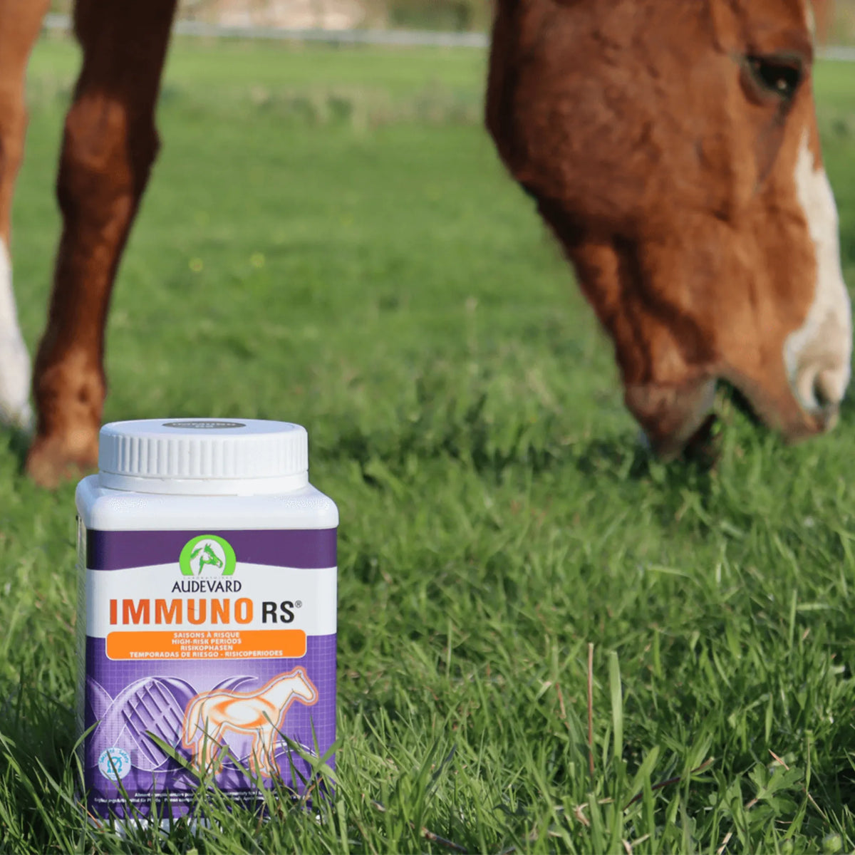 Caballo marrón pastando en un prado junto al bote de Immuno RS Audevard para caballos