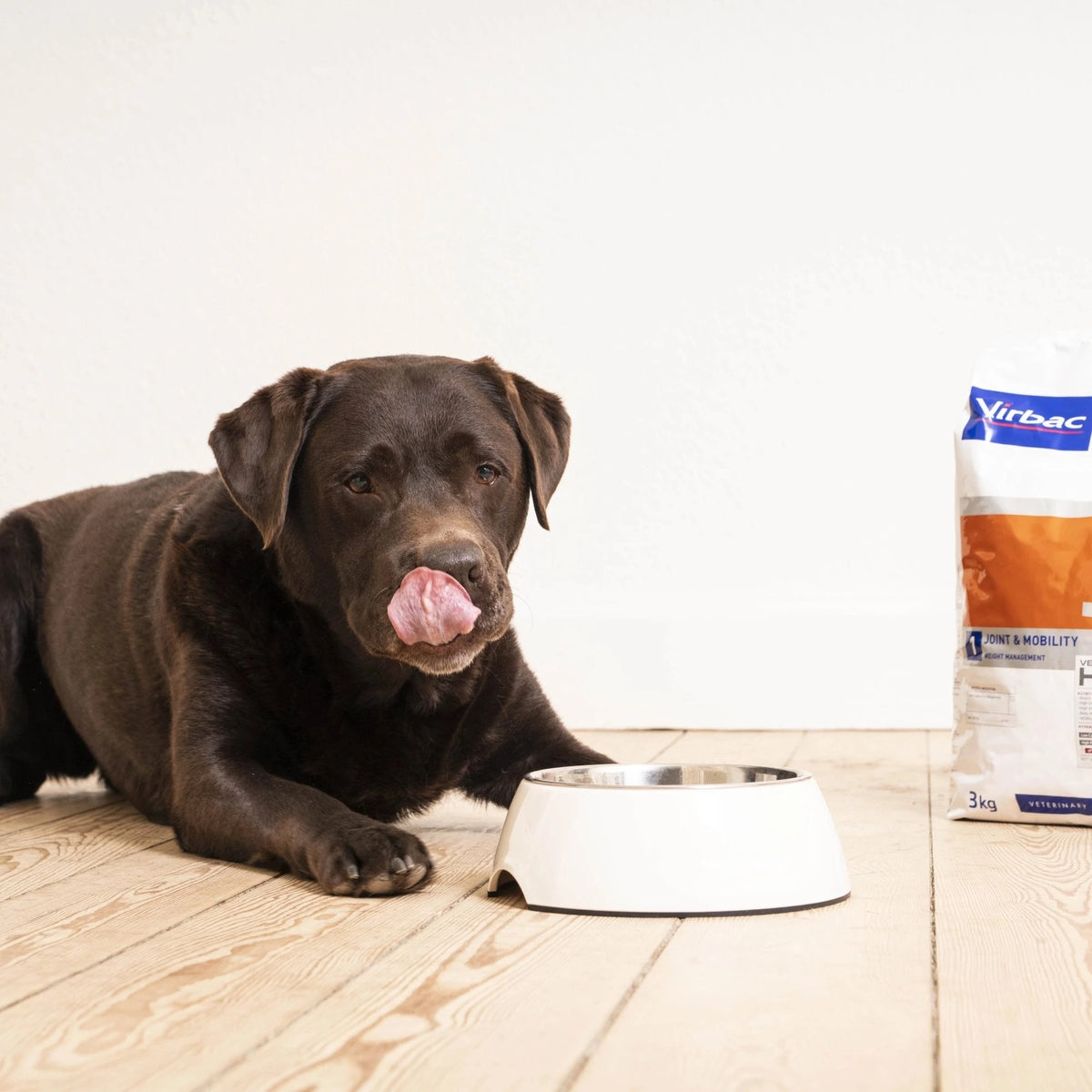 Labrador chocolate tumbado relamiéndose junto a un cuenco blanco y un saco Veterinary HPM