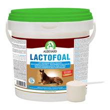 leche maternizada Lactofoal para potros, cubo con tapa verde y cacito de polvo